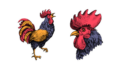 Hand drawn farm vector illustration of sketch rooster. Vintage isolated retro set