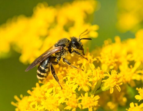 Close-up of bee on bright yellow flowers