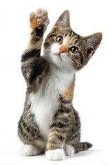 Obraz premium Cute kitten raising paw