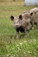 Farm pig standing on meadow near electric fence with green grass in background