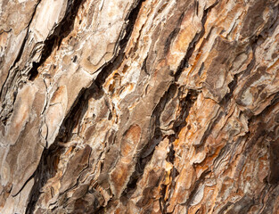Maritime Pine, Pinus pinaster trunk symbol. Texture made of maritime pine tree bark. Beautiful Maritime Pine, Pinus pinaster trunk background. Conceptual image. Peaceful nature.