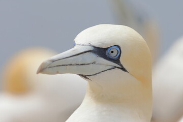 northern gannet