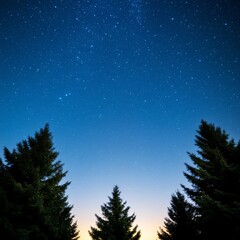 Starry Night Sky Above Evergreen Trees,Nature,Landscape