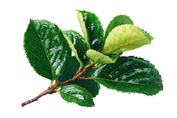 Fresh green leaves with water droplets on a branch against a create a natural aesthetic on transparent background