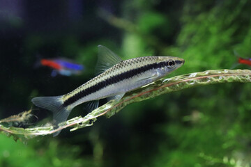 A striped fish swimming among aquatic plants in a freshwater aquarium