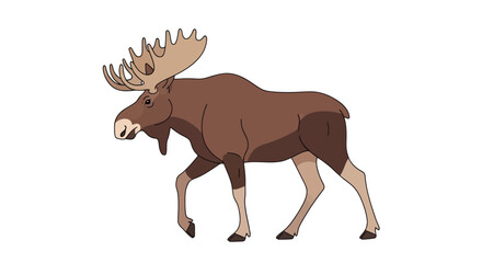 Majestic Brown Moose with Large Antlers Walking Forward.