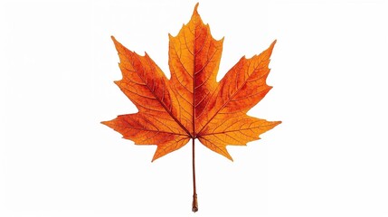 Fototapeta premium Vbrant orange maple leaf with intricate veins isolated on a clean white background isolated on white background
