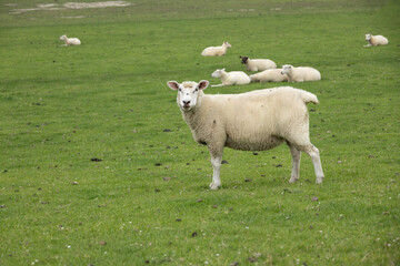 White sheep standing on green meadow with flock resting in background