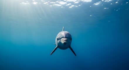 A curious dolphin swimming in the clear blue ocean water on a sunny day