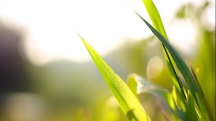 shallow. Fresh spring grass blades highlighted by sunlight with a soft, blurred effect. travel magazines, destination branding, designed for outdoor magazines and nature guides.
