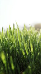 Obraz premium shallow. Fresh spring grass blades highlighted by sunlight with a soft, blurred effect. travel magazines, destination branding, designed for outdoor magazines and nature guides. 