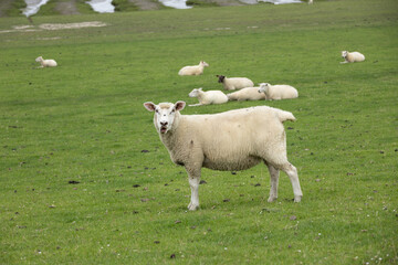 Obraz premium Curious sheep standing on pasture with several sheep lying in green grass