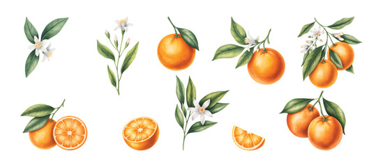 Watercolor orange fruit collection with fruits, slices, and green leaves. Fresh citrus orange branch with blossoms.
