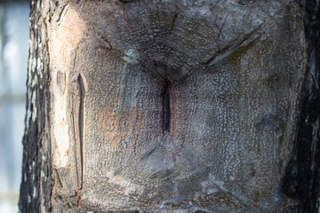 Closeup of a nail embedded in the rough bark of a tree trunk