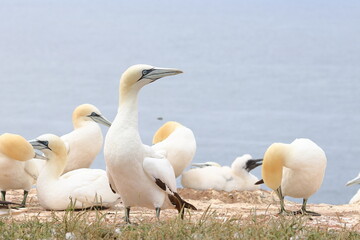 northern gannet