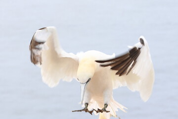 northern gannet