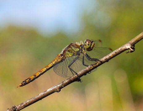 Close-up of a dragonfly perched on a twig