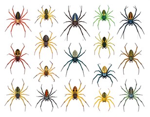Colorful Spider Species Collection Illustration