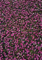 Fototapeta premium Dense pink flowers