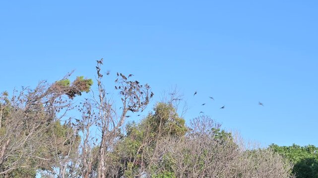 flock of birds taking off from tree