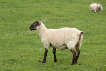 Black faced sheep standing on green grassy pasture in rural countryside