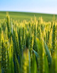 Obraz premium Wheat field in vibrant green