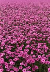 Pink flower field