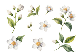 White watercolor jasmine flowers with leaves. Elegant botanical watercolor jasmine set for textile print.