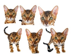 Bengal Cat Portraits in Diverse Positions