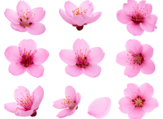Set Pink Flower Bloom PNG Isolated on Transparent Background
