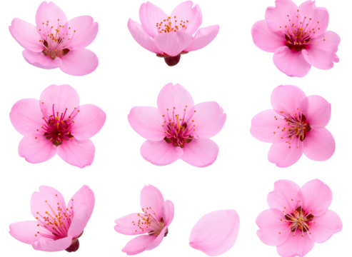 Firefly_Set Pink Flower Bloom PNG Isolated on Transparent Background