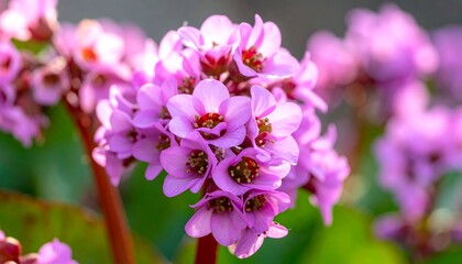 Fototapeta premium Close-up of clusters of light pink flowers