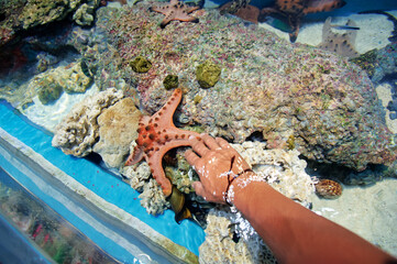 A person's hand touching a starfish in a shallow aquarium tank with rocks and coral.