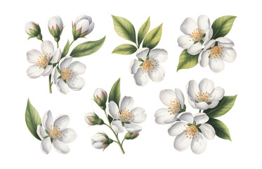 White watercolor jasmine flowers with leaves. Elegant botanical watercolor jasmine set for textile print.
