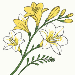 freesia yellow white vector