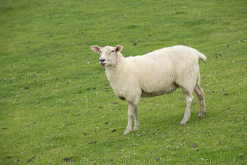 White sheep standing on lush green pasture in peaceful countryside