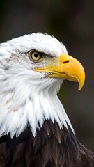 Fototapeta premium Close-up of eagle's head