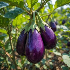 eggplant on the tree