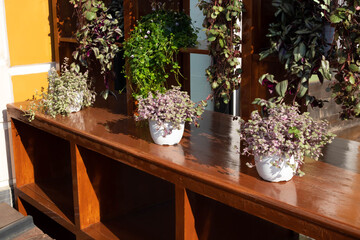 On a sunny day, there are flower pots on the brown counter