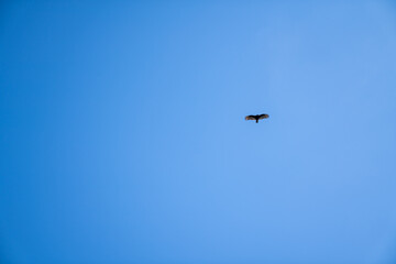bird flying in the sky