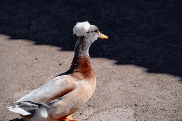 A uniquely featured duck with a fluffy head stands on a dirt path under natural light. Duck with Unique Fluffy Head Feature Walking Outdoors in Natural Light