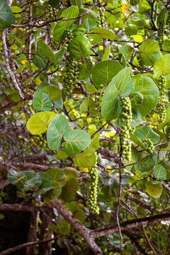 Branches de raisinier bord de mer avec feuilles et grappes vertes