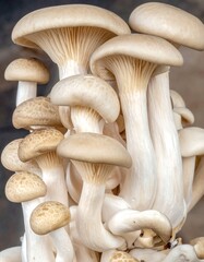 Close-up of mushrooms