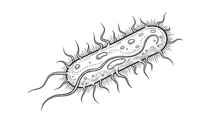 Detailed Line Drawing of a Rod-Shaped Bacterium with Flagella.