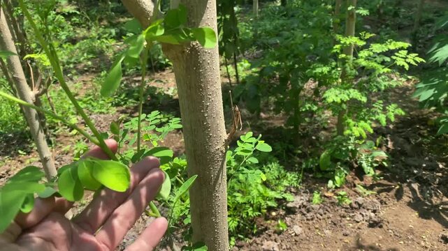 a man's hand checking and harvesting fresh young moringa leaves, moringa leaf garden ready for harvest