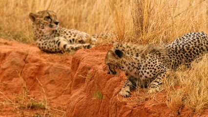 cheetah in the grass
