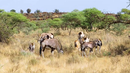 herd of elephants