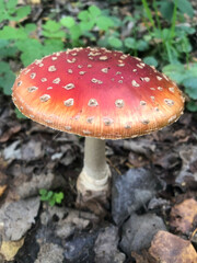 Close-up of a fly agaric mushroom with red cap and white spots in a forest