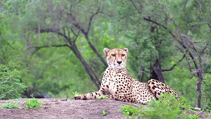 cheetah in serengeti