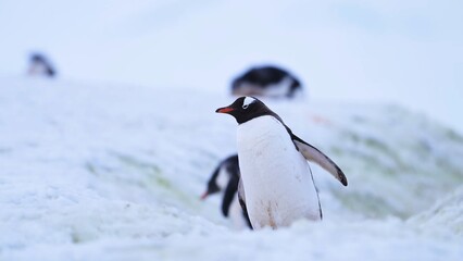 Obraz premium penguin in antarctica